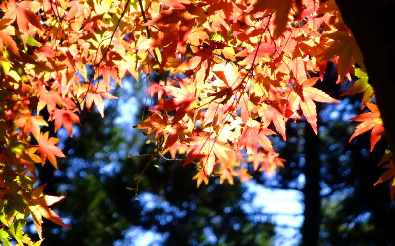 Autumn Maple Leaves — Red, Dramatic, Photograph, Sunlight, Tree Trunk