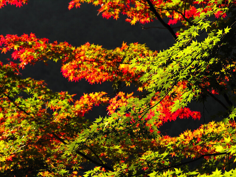 Autumn Maple Leaves — Red, Dramatic, Photograph, Tree Branches, Sunlight, Green