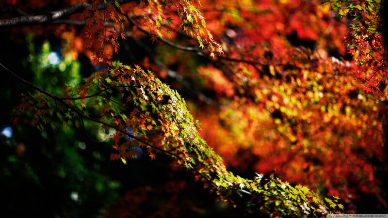 Autumn Maple Leaves — Red, Dramatic, Photograph, Tree Branches, Sunlight