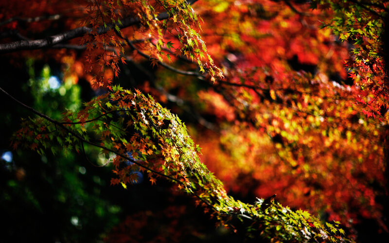 Autumn Maple Leaves — Red, Dramatic, Photograph, Tree Branches