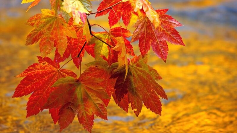Autumn Maple Leaves — Red, Serene, Photograph, Branch, River