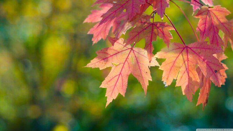 Autumn Maple Leaves — Red, Serene, Photograph, Branch, Sunlight