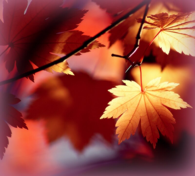 Autumn Maple Leaves — Red, Serene, Photograph, Branch