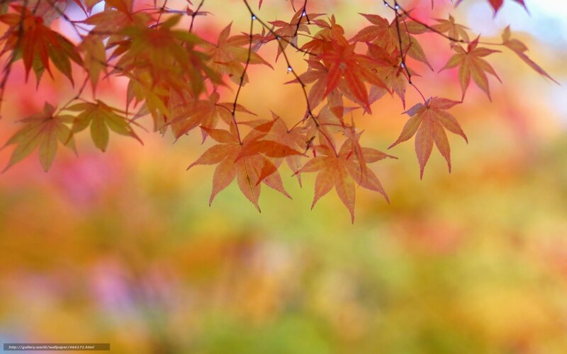 Autumn Maple Leaves — Red, Serene, Photograph, Branches, Background