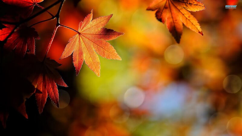Autumn Maple Leaves — Red, Serene, Photograph, Branches, Bokeh, Orange