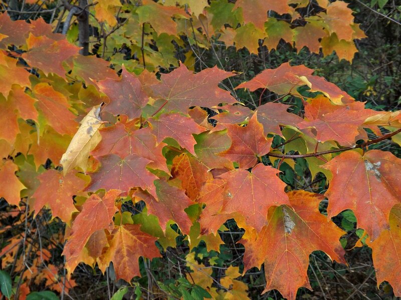 Autumn Maple Leaves — Red, Serene, Photograph, Branches, Forest