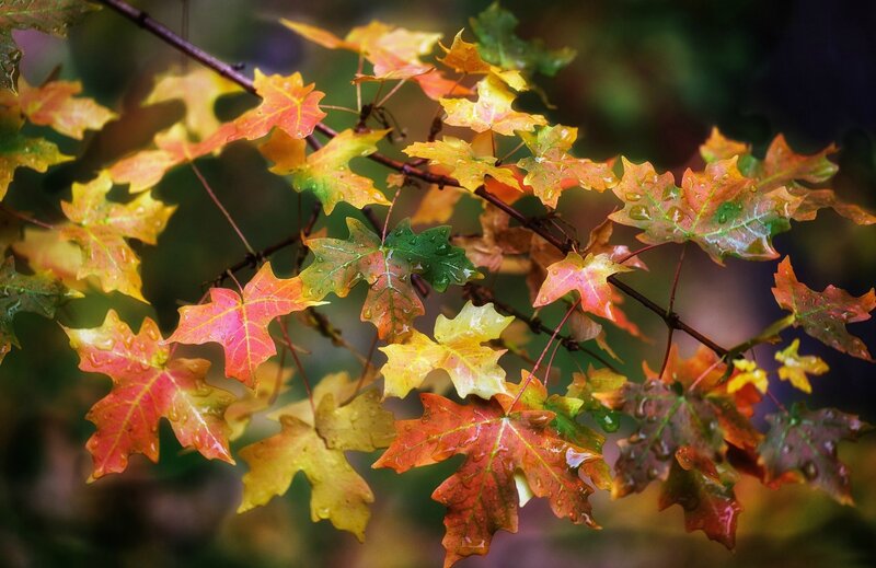 Autumn Maple Leaves — Red, Serene, Photograph, Branches, Raindrops