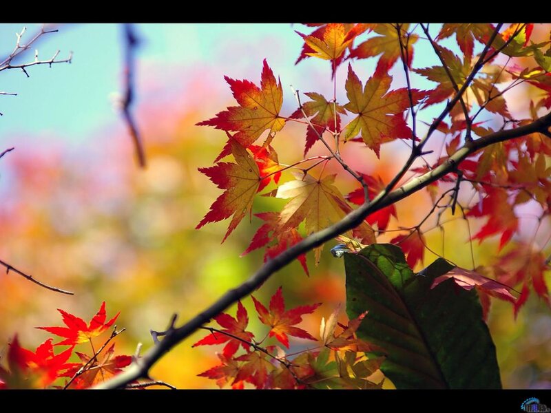 Autumn Maple Leaves — Red, Serene, Photograph, Branches, Sky, Leaf