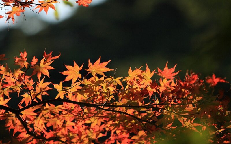 Autumn Maple Leaves — Red, Serene, Photograph, Branches, Sunlight, Forest