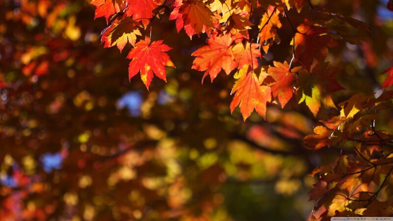 Autumn Maple Leaves — Red, Serene, Photograph, Branches, Sunlight