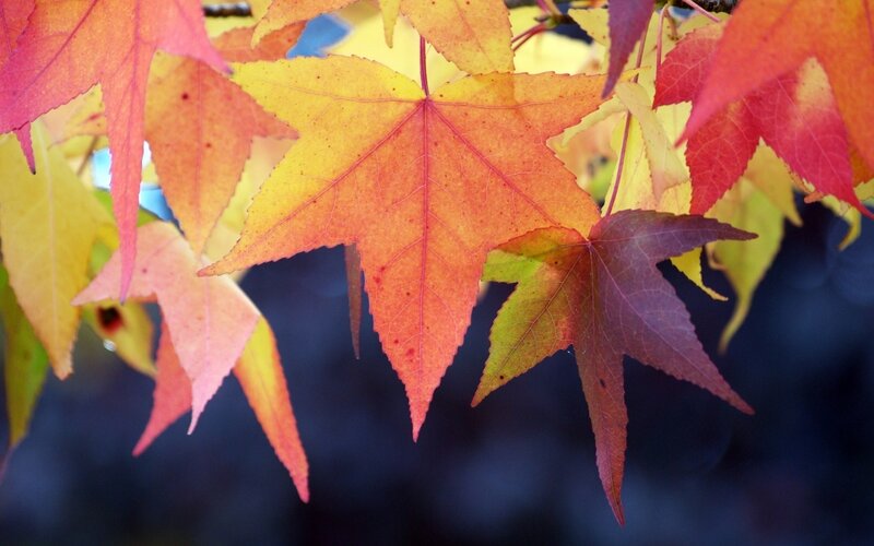 Autumn Maple Leaves — Red, Serene, Photograph, Branches