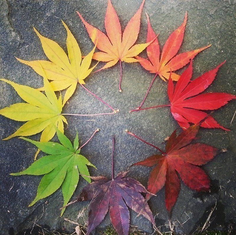 Autumn Maple Leaves — Red, Serene, Photograph, Stone Surface