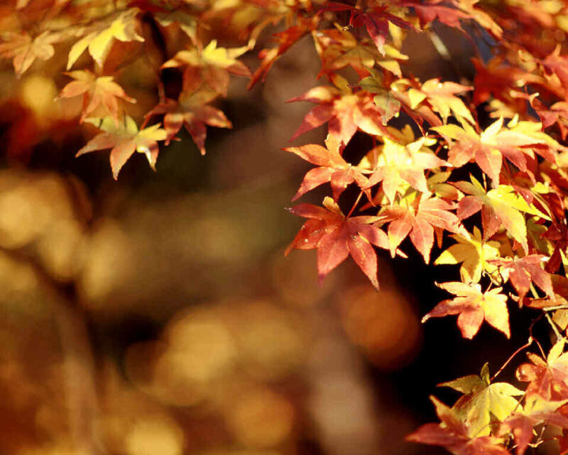 Autumn Maple Leaves — Red, Serene, Photograph, Sunlight