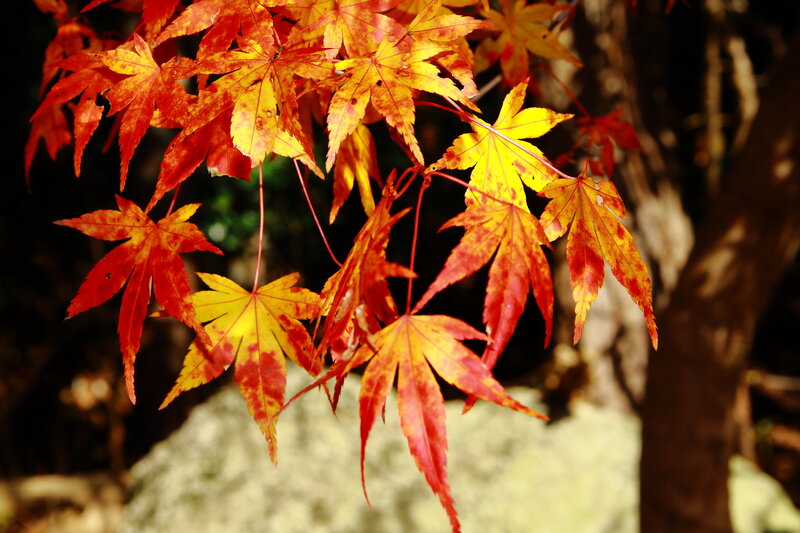 Autumn Maple Leaves — Red, Serene, Photograph