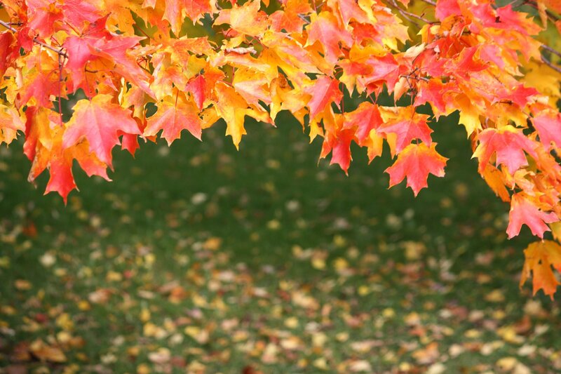 Autumn Maple Leaves — Red, Serene, Photograph, Tree Branch