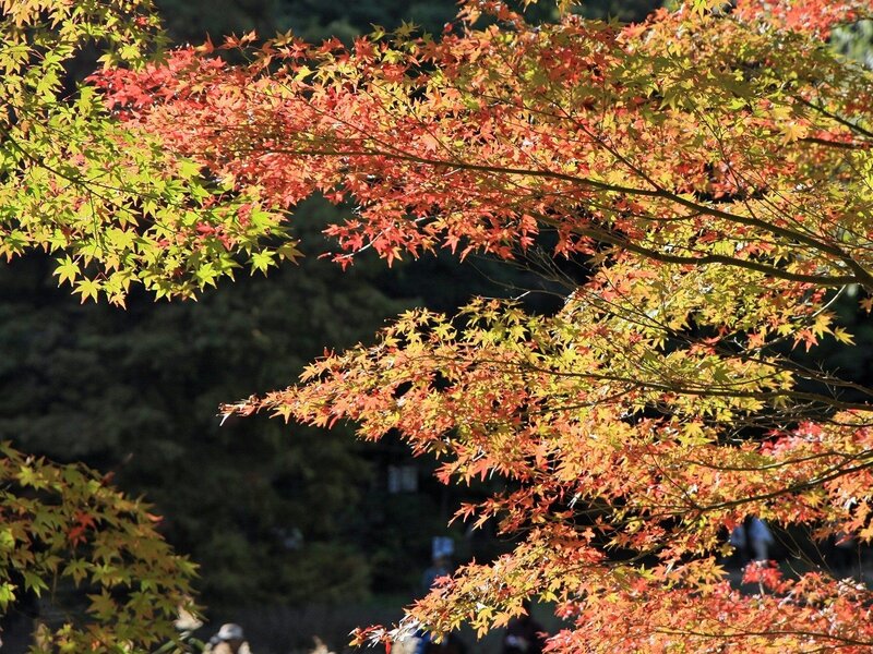 Autumn Maple Leaves — Red, Serene, Photograph, Tree Branches, Foliage