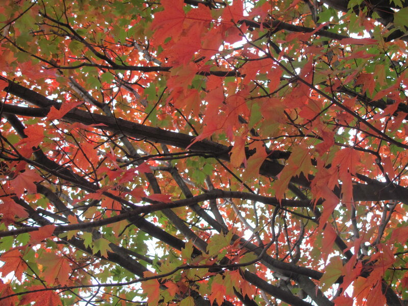 Autumn Maple Leaves — Red, Serene, Photograph, Tree Branches, Sky