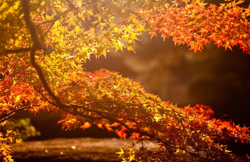 Autumn Maple Leaves — Red, Serene, Photograph, Tree Branches, Sunlight