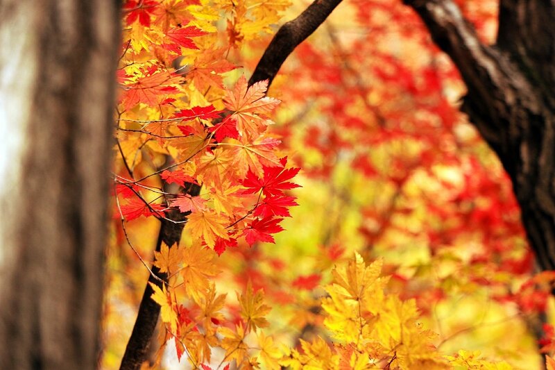 Autumn Maple Leaves — Red, Serene, Photograph, Tree Trunk, Branches