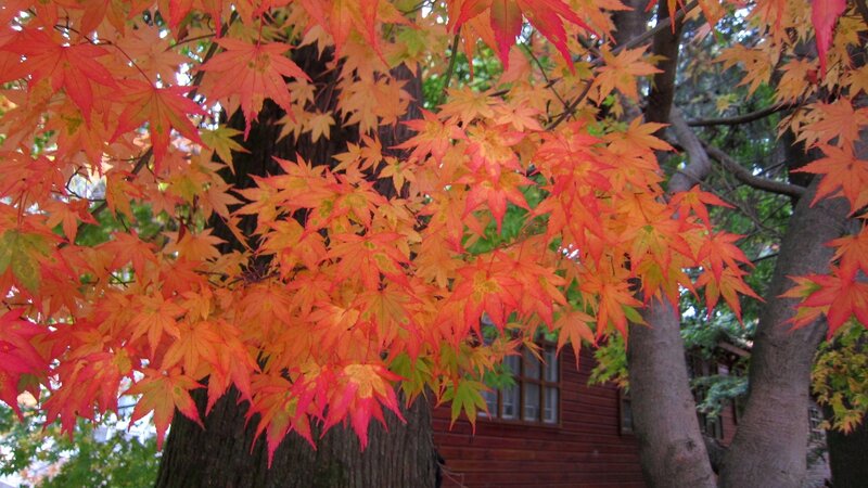 Autumn Maple Leaves — Red, Serene, Photograph, Tree Trunk, Building