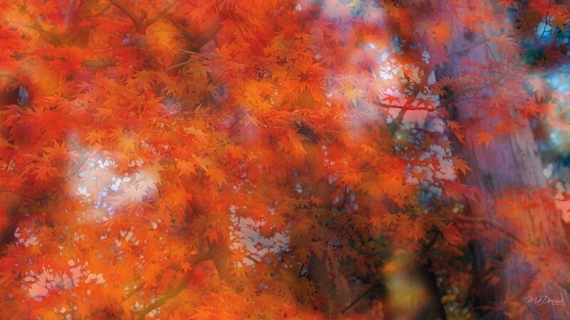 Autumn Maple Leaves — Red, Serene, Photograph, Tree Trunk
