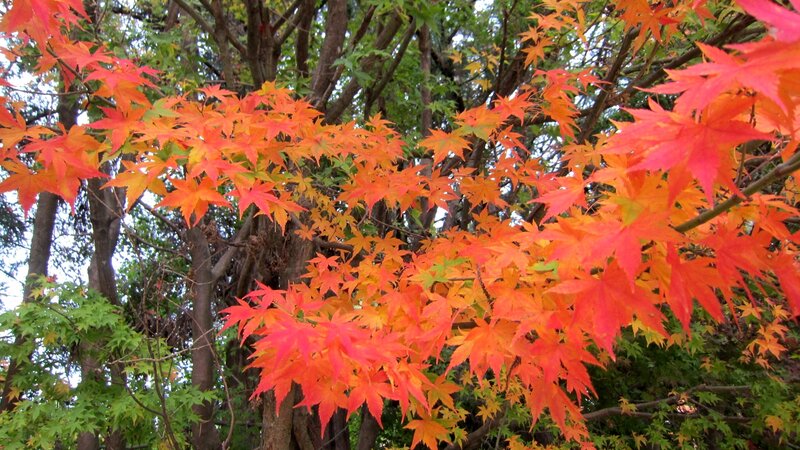 Autumn Maple Leaves — Red, Serene, Photograph, Trees