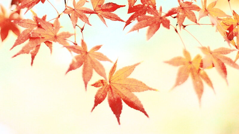 Autumn Maple Leaves — Red, Serene