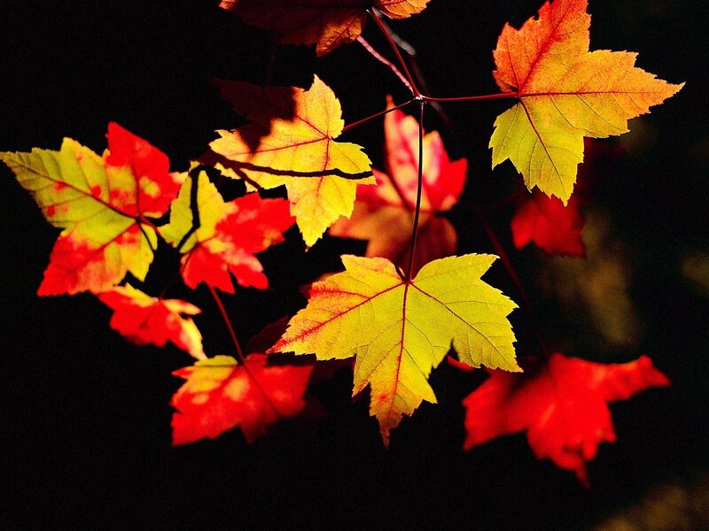 Autumn Maple Leaves — Red