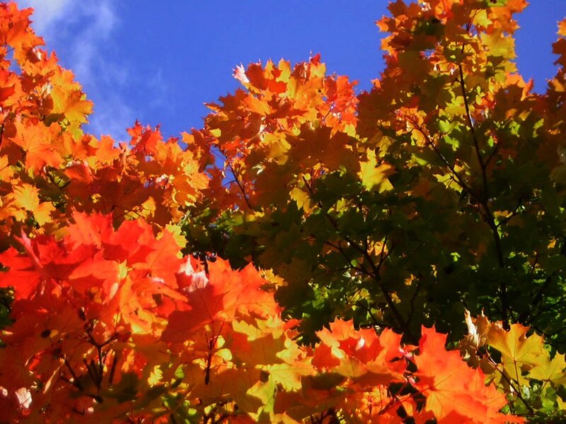 Autumn Maple Leaves — Red, Vibrant, Photograph, Blue Sky