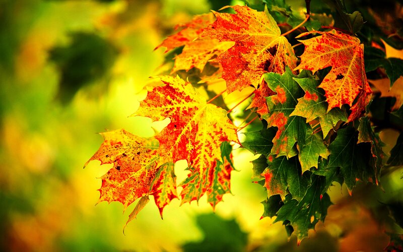 Autumn Maple Leaves — Red, Vibrant, Photograph, Branch