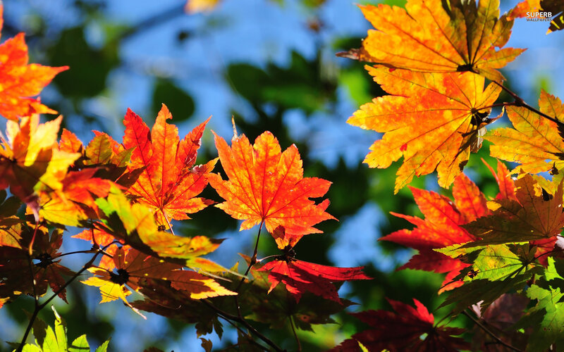 Autumn Maple Leaves — Red, Vibrant, Photograph, Branches, Sky