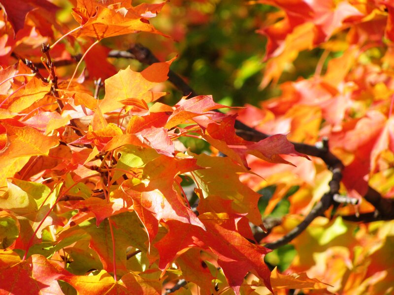 Autumn Maple Leaves — Red, Vibrant, Photograph, Branches, Sunlight