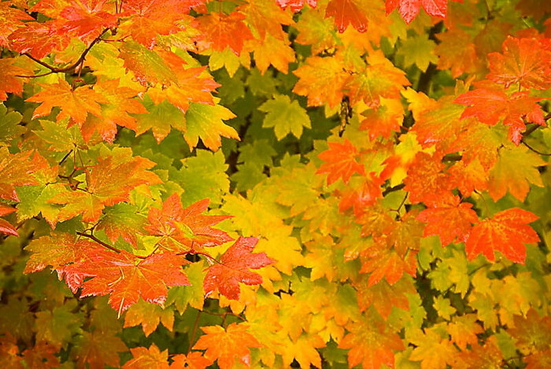 Autumn Maple Leaves — Red, Vibrant, Photograph, Branches