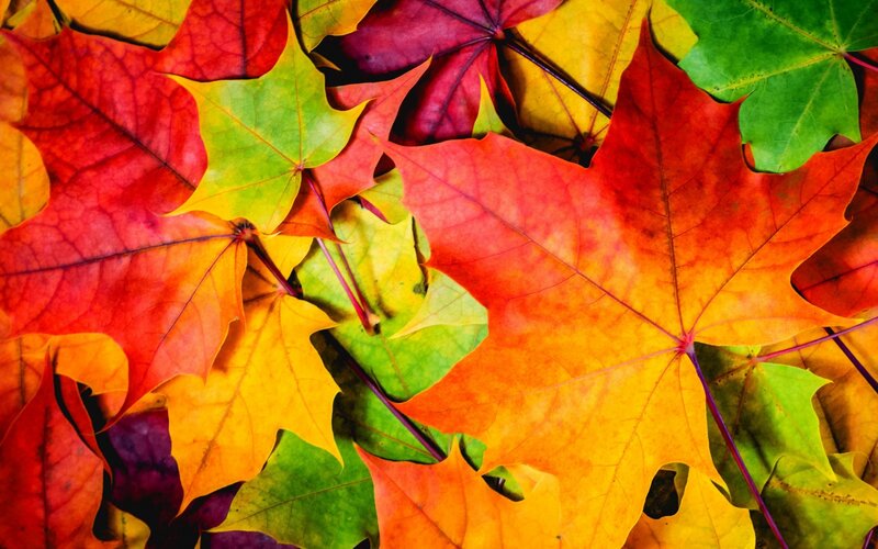 Autumn Maple Leaves — Red, Vibrant, Photograph, Colorful, Nature
