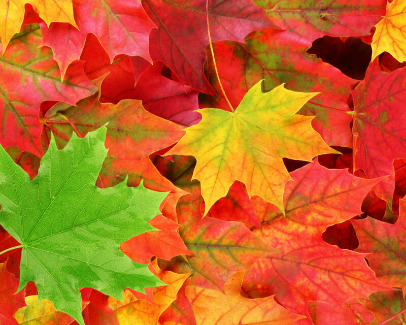 Autumn Maple Leaves — Red, Vibrant, Photograph, Green Leaf