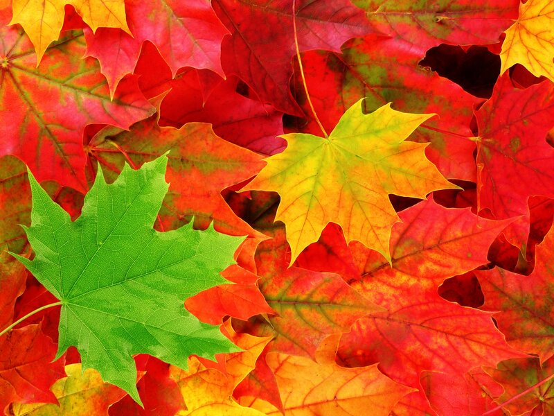 Autumn Maple Leaves — Red, Vibrant, Photograph, Green