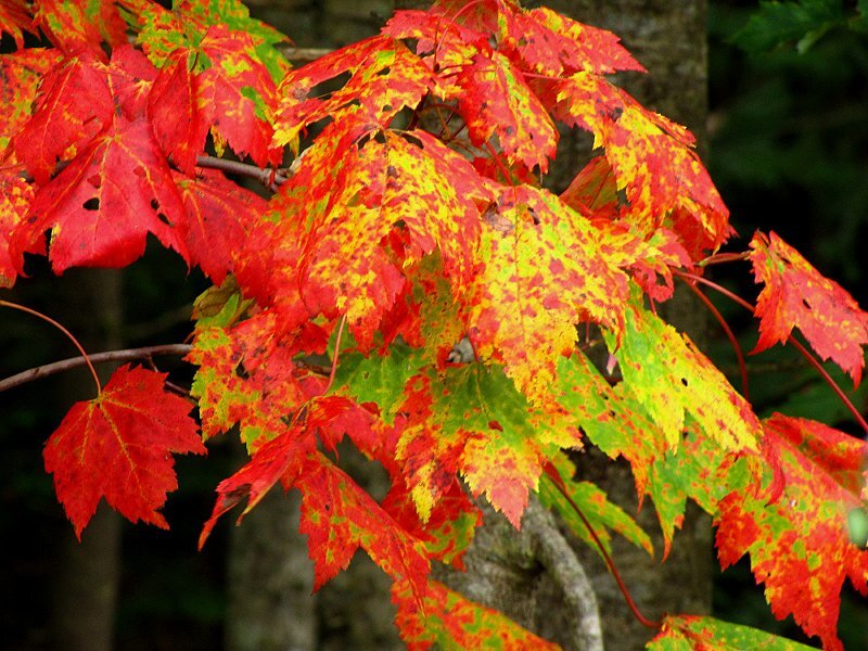 Autumn Maple Leaves — Red, Vibrant, Photograph, Tree Branch