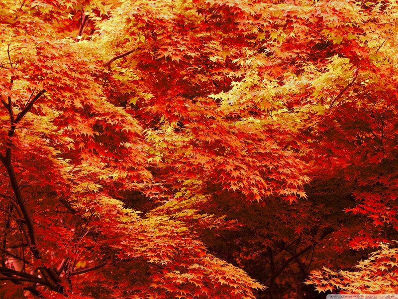 Autumn Maple Leaves — Red, Vibrant, Photograph, Tree Branches