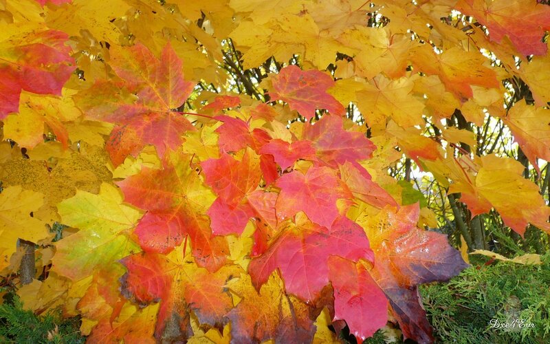 Autumn Maple Leaves — Red, Vibrant, Photograph, Trees, Foliage