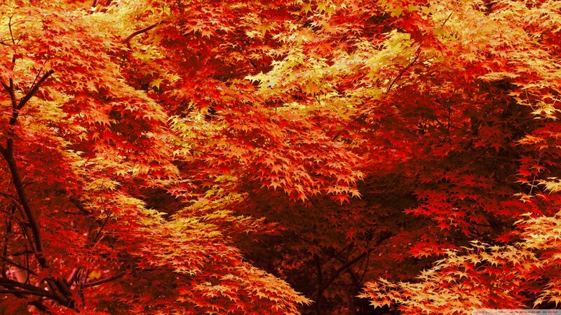Autumn Maple Leaves — Red, Vibrant, Photograph, Trees
