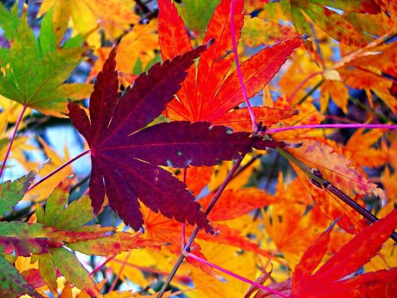 Autumn Maple Leaves — Red, Vibrant