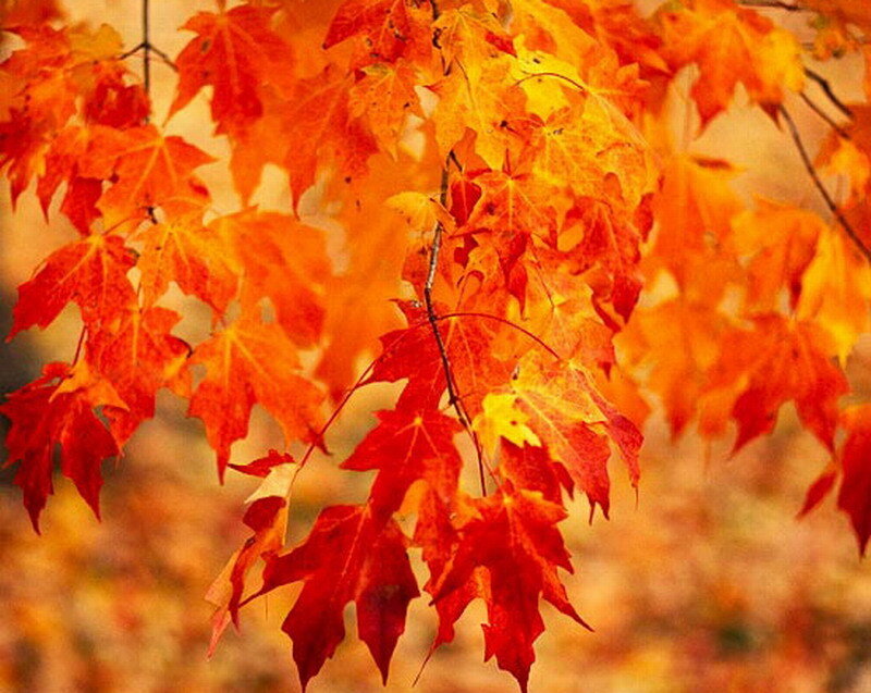 Autumn Maple Leaves — Red, Warm
