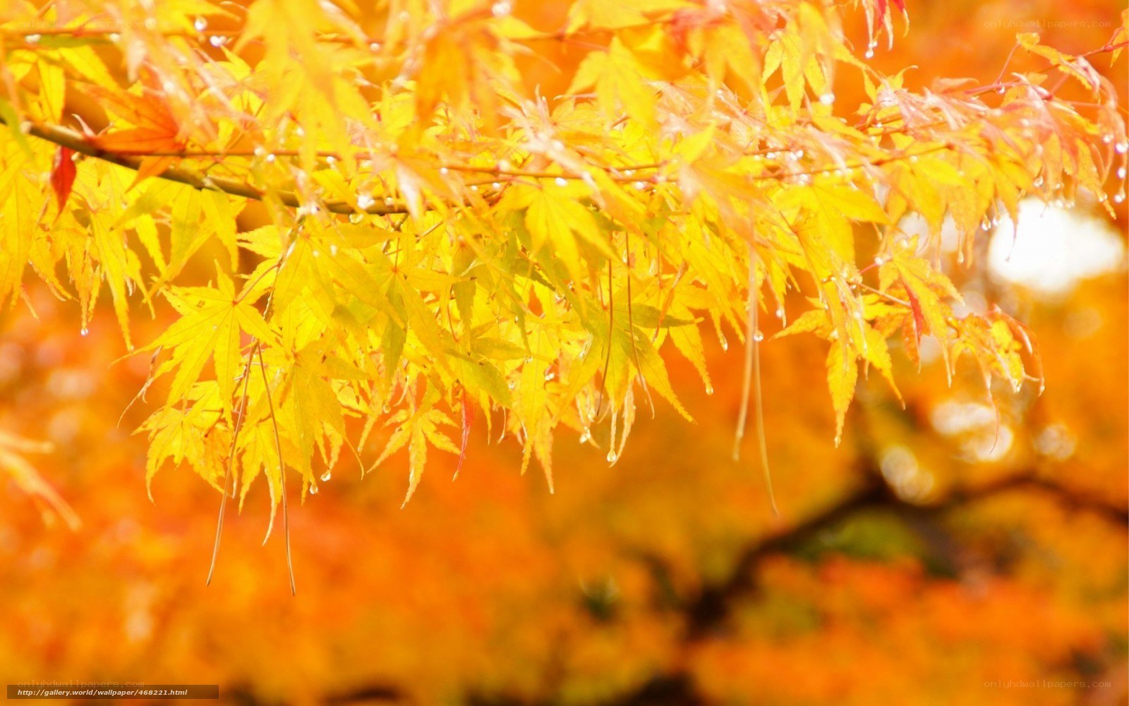 Autumn maple leaves with dew