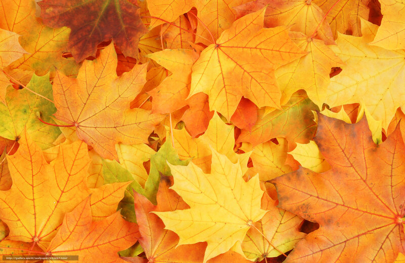 Autumn Maple Leaves — Yellow, Calm, Photograph, Fall Colors