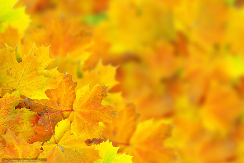 Autumn Maple Leaves — Yellow, Calm, Photograph, Orange