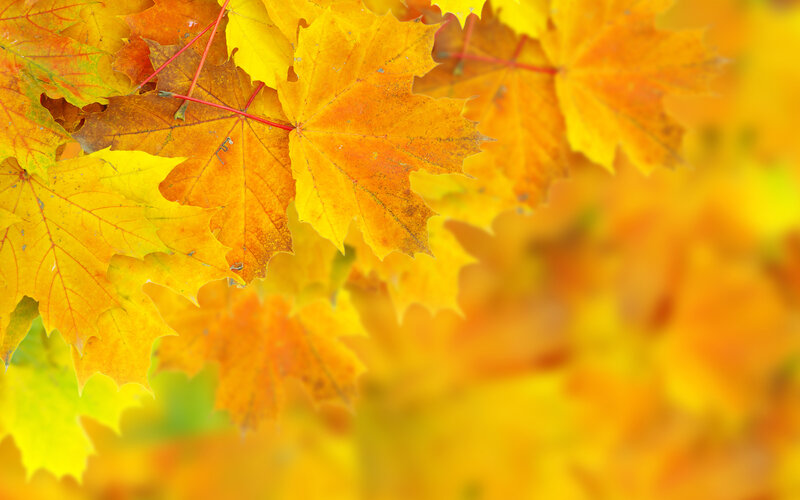 Autumn Maple Leaves — Yellow, Calm, Photograph, Stem