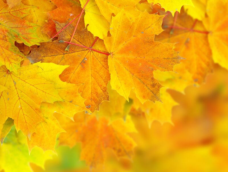 Autumn Maple Leaves — Yellow, Calm, Photograph, Stems