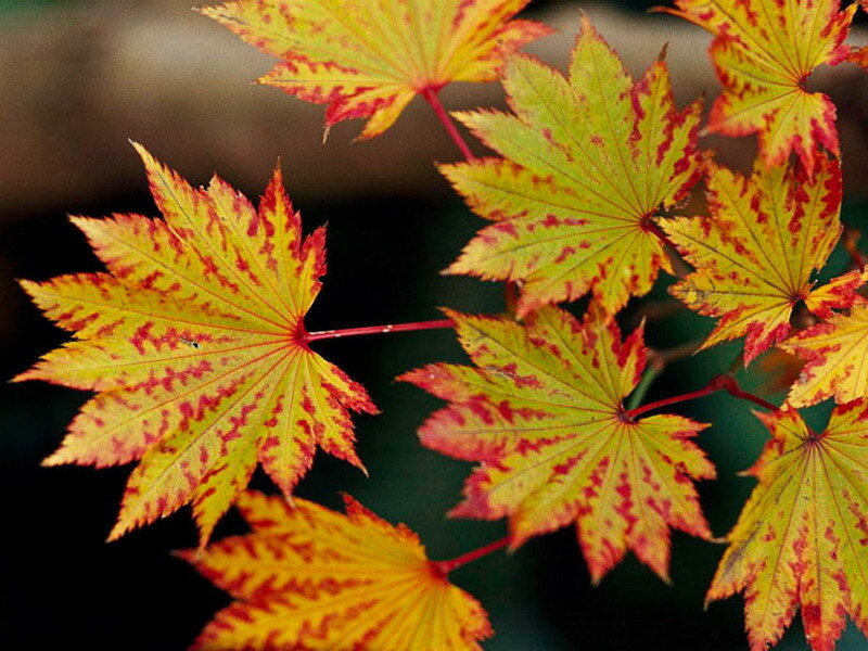Autumn Maple Leaves — Yellow, Calm, Photograph