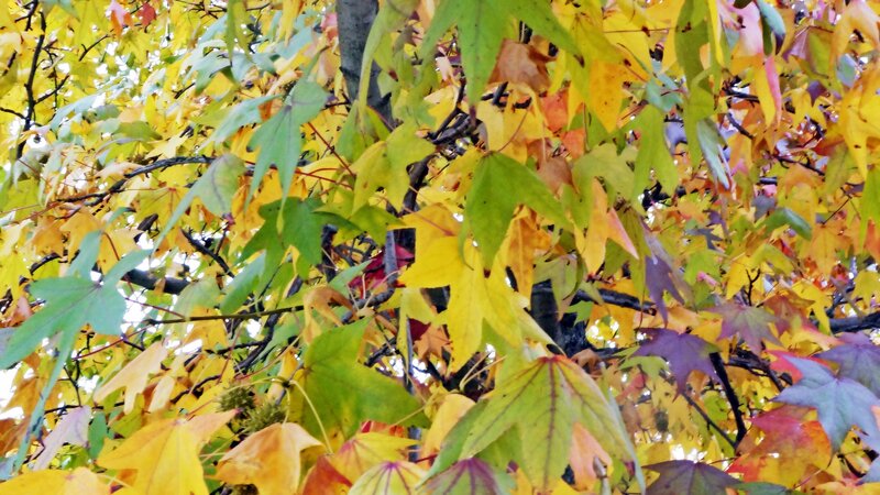 Autumn Maple Leaves — Yellow, Calm, Photograph, Tree Branches
