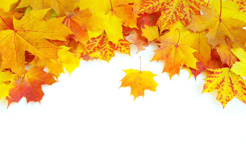 Autumn Maple Leaves — Yellow, Calm, Photograph, White Background